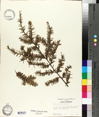 Tsuga canadensis image