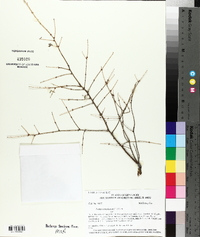 Tsuga canadensis image