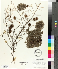 Tsuga canadensis image