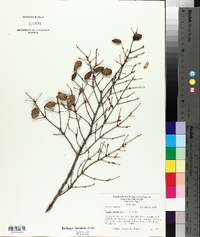 Tsuga canadensis image