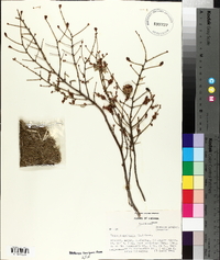 Tsuga canadensis image