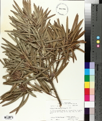 Podocarpus macrophylla image