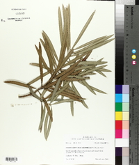 Podocarpus macrophyllus image