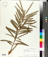 Podocarpus macrophyllus image