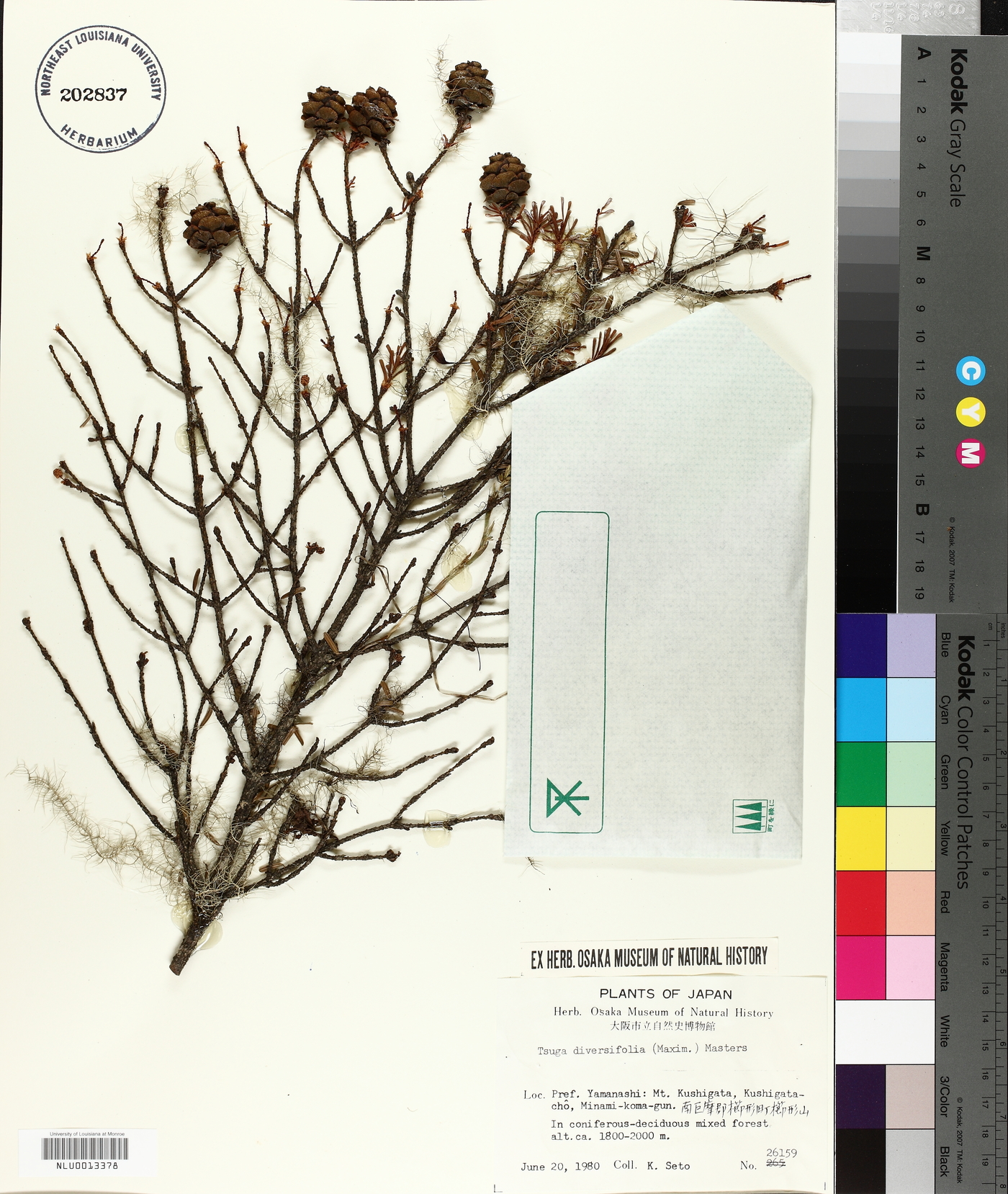 Tsuga diversifolia image