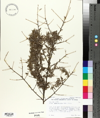 Tsuga heterophylla image
