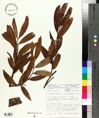 Image of Podocarpus blumei