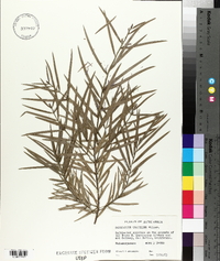 Podocarpus gracilior image