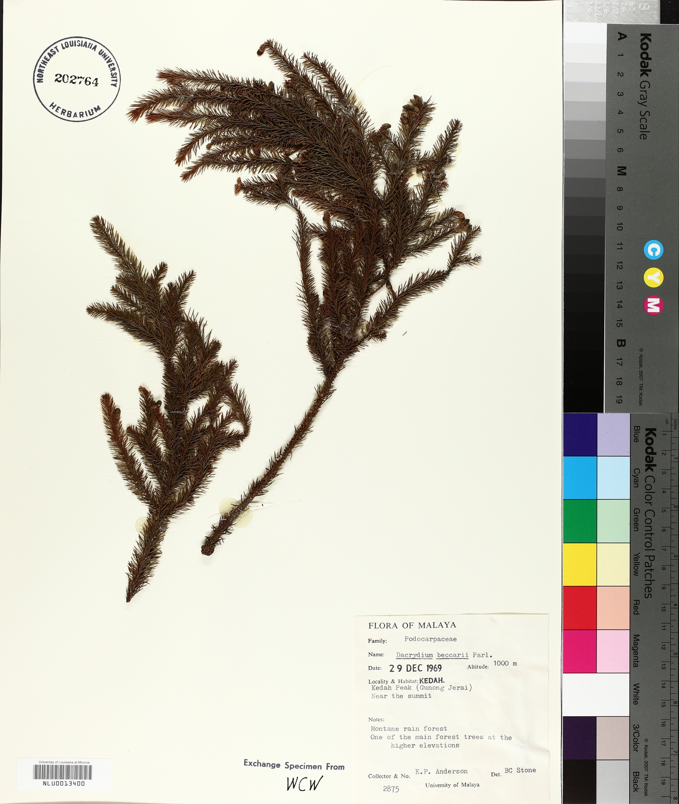 Dacrydium beccarii image