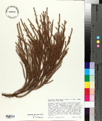 Dacrydium cupressinum image