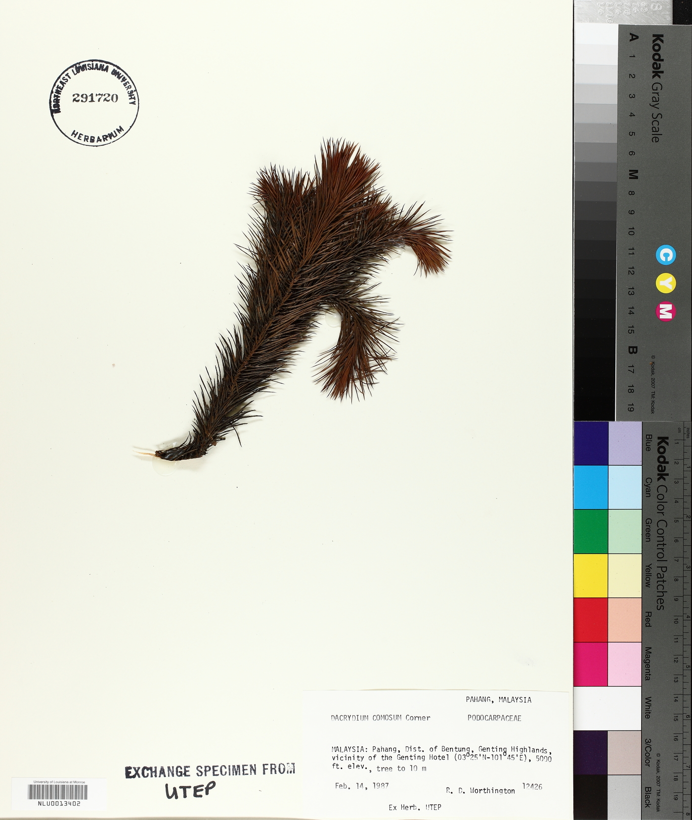 Dacrydium comosum image