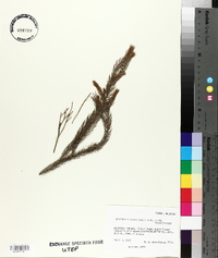 Dacrydium elatum image