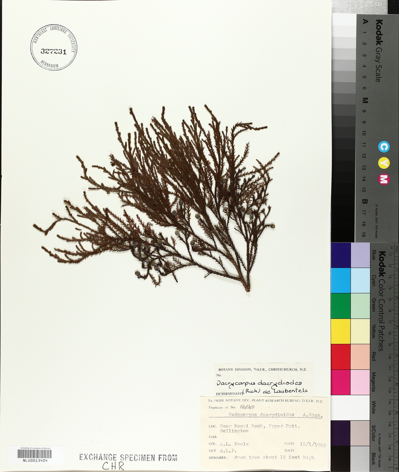 Dacrycarpus dacrydioides image