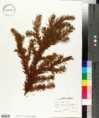 Taxus canadensis image