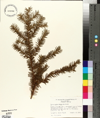 Taxus canadensis image