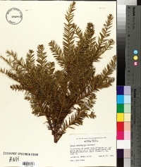 Taxus canadensis image