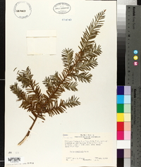 Taxus canadensis image