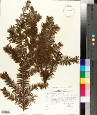 Taxus canadensis image