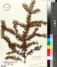 Taxus canadensis image