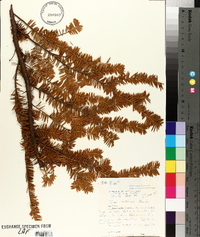 Taxus canadensis image