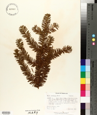 Taxus canadensis image