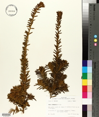 Taxus canadensis image