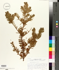 Taxus canadensis image