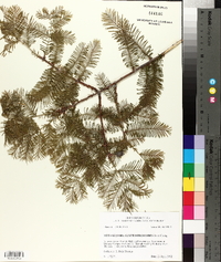 Metasequoia glyptostroboides image