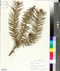 Cunninghamia lanceolata image