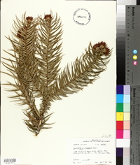 Cunninghamia lanceolata image