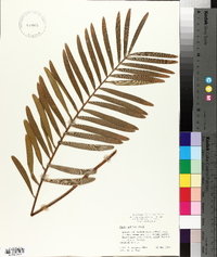 Zamia pumila subsp. pumila image