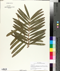 Zamia pumila image