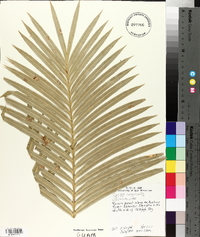 Cycas circinalis image