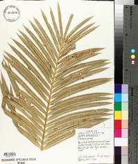 Cycas circinalis image