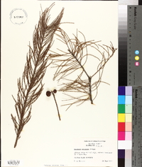 Taxodium ascendens image