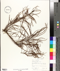 Taxodium ascendens image