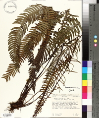 Blechnum spicant image