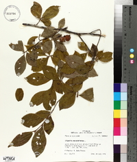 Stewartia malacodendron image