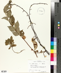 Celastrus scandens image