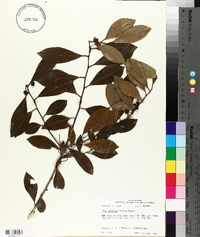 Ilex coriacea image