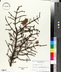Picea mariana image