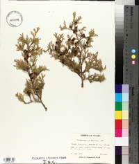 Chamaecyparis thyoides image