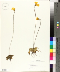 Pinguicula lutea image