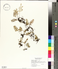 Polypodium polypodioides image