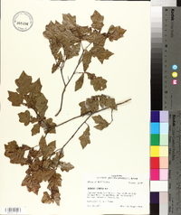 Quercus sinuata image