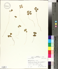 Marsilea vestita image