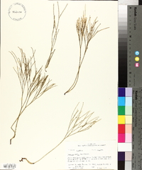 Psilotum nudum image