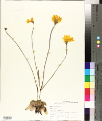 Pinguicula lutea image