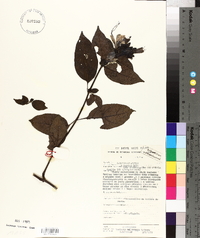 Barleria brownii image