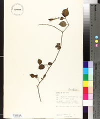 Asystasia gangetica image